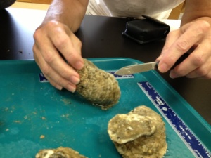 more oysters!